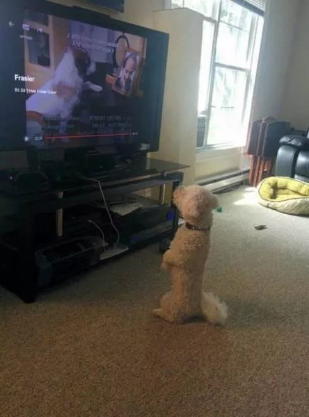 Cute and funny animals caught in pictures - #22 