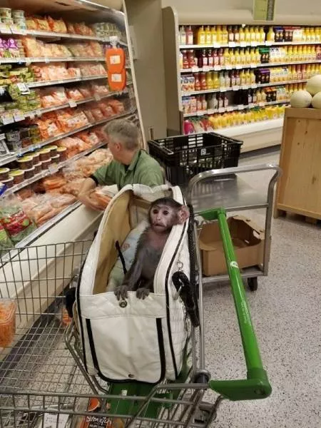 Cute and funny animals caught in pictures - #24 