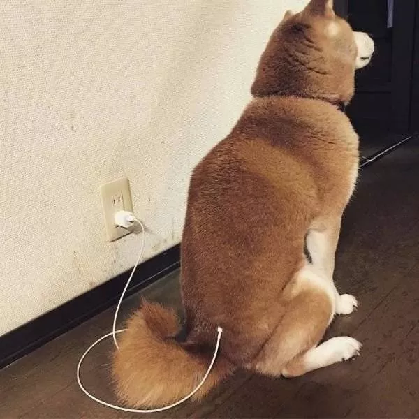Cute and funny animals caught in pictures - #25 