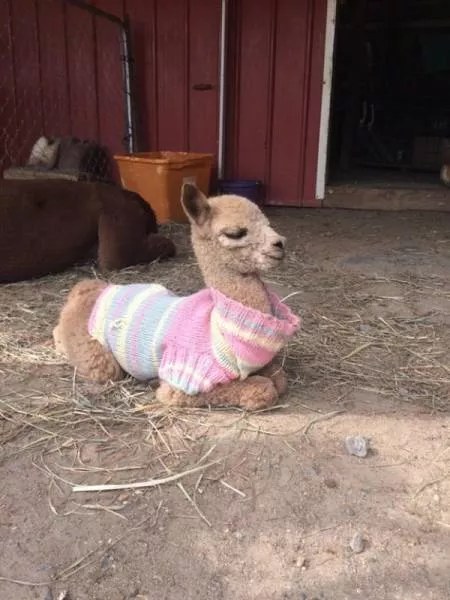 Animaux mignons et hilarants captures en photo - #28 