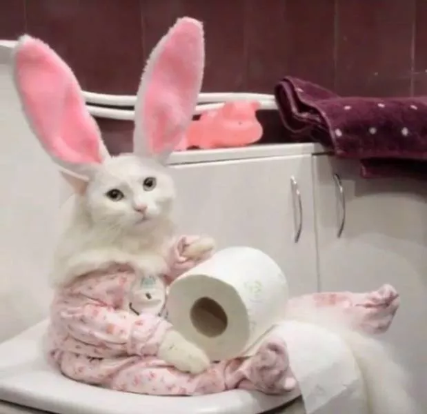Cute and funny animals caught in pictures - #30 