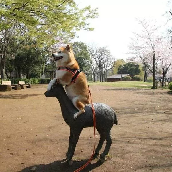 Cute and funny animals caught in pictures - #31 