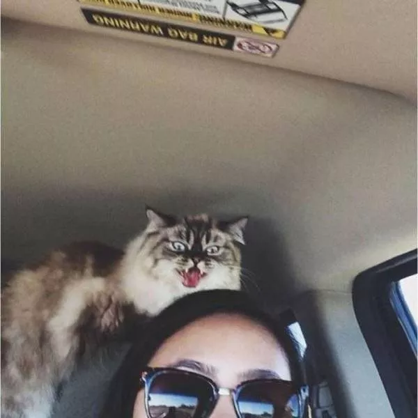Cute and funny animals caught in pictures - #32 