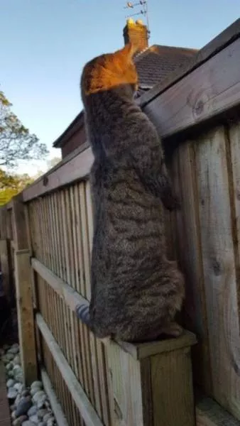 Cute and funny animals caught in pictures - #35 