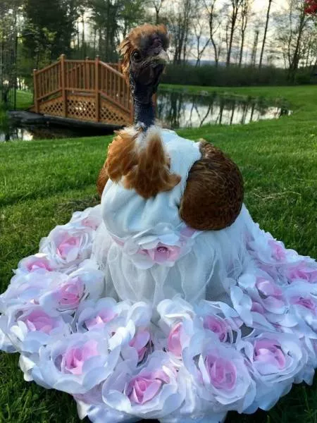 Cute and funny animals caught in pictures - #36 