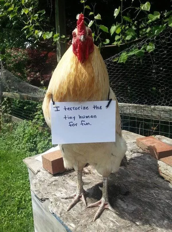 Cute and funny animals caught in pictures - #37 