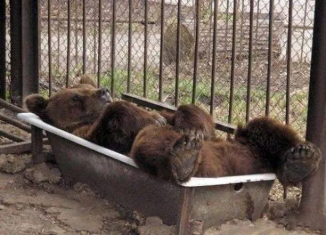 Cute and funny animals caught in pictures - #38 