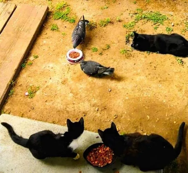 Cute and funny animals caught in pictures - #39 