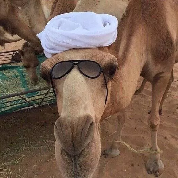 Cute and funny animals caught in pictures - #4 