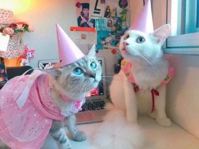 Animaux mignons et hilarants captures en photo - #41 