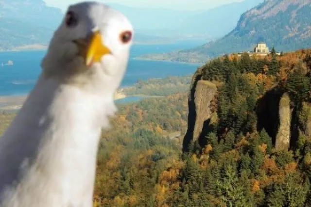 Cute and funny animals caught in pictures
