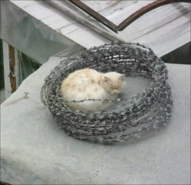 Animaux mignons et hilarants captures en photo - #44 