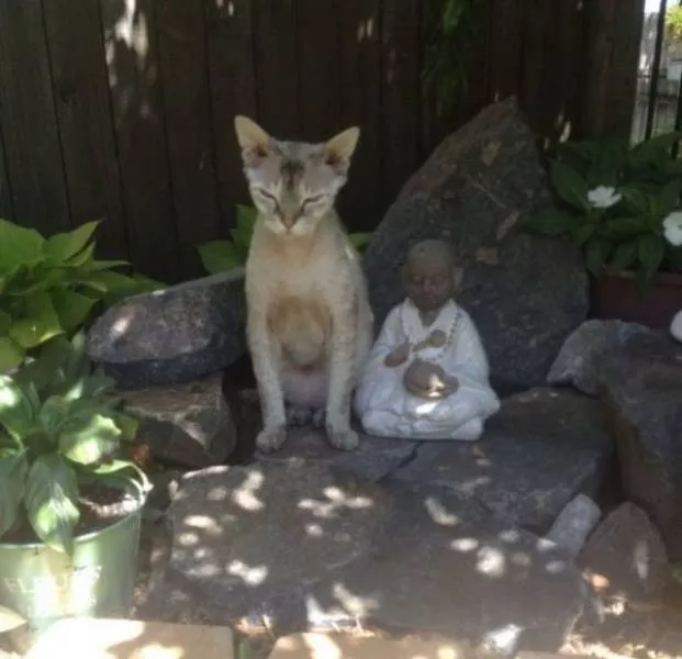 Animaux mignons et hilarants captures en photo - #45 