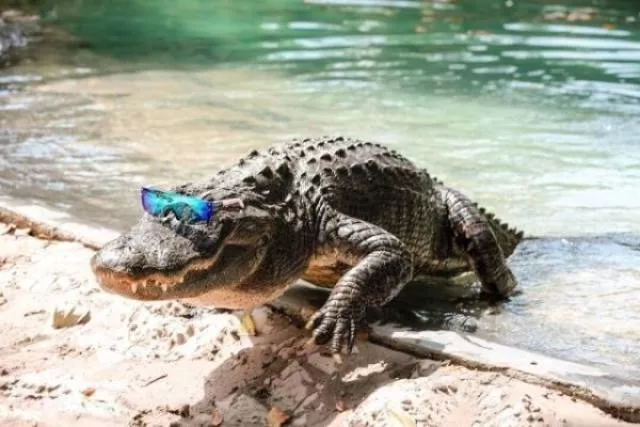 Animaux mignons et hilarants captures en photo - #46 
