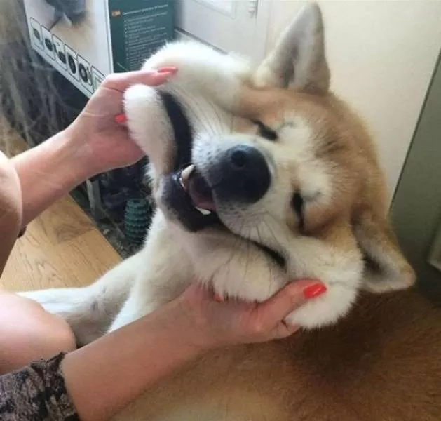 Animaux mignons et hilarants captures en photo - #47 