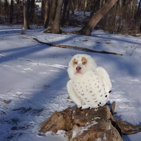 Animaux mignons et hilarants captures en photo - #48 