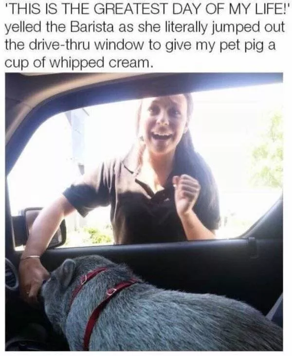 Cute and funny animals caught in pictures - #49 