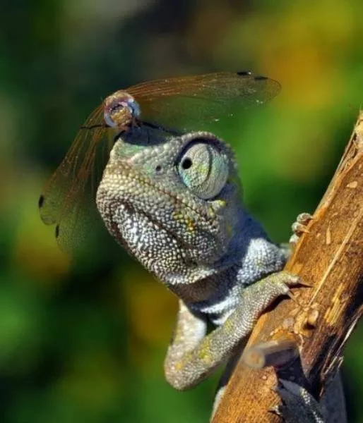 Animaux mignons et hilarants captures en photo - #51 