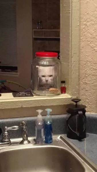 Cute and funny animals caught in pictures - #55 
