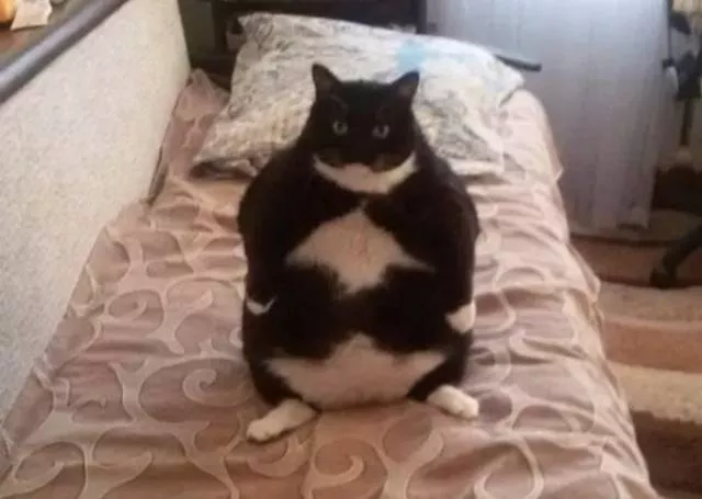 Cute and funny animals caught in pictures - #56 