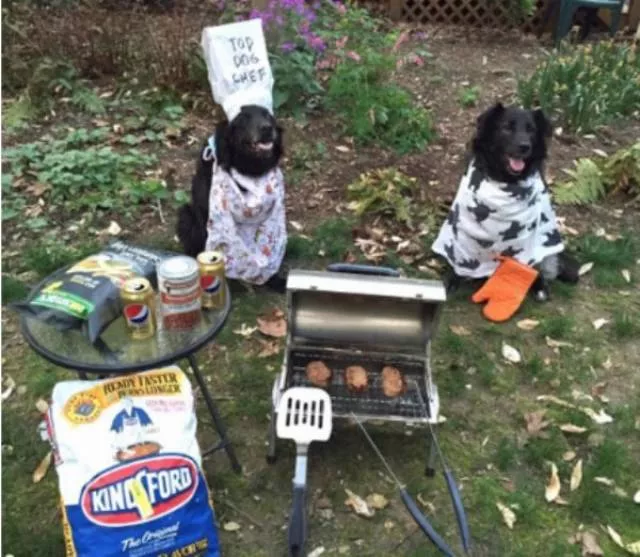 Animaux mignons et hilarants captures en photo - #58 