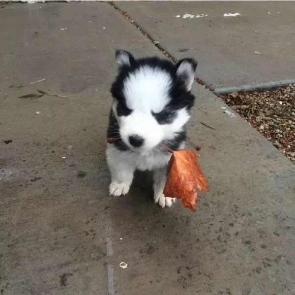 Animaux mignons et hilarants captures en photo - #59 
