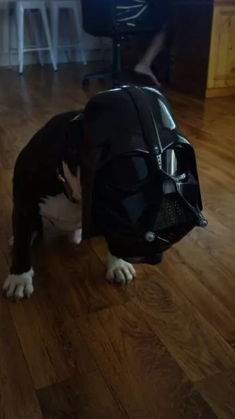 Animaux mignons et hilarants captures en photo - #6 