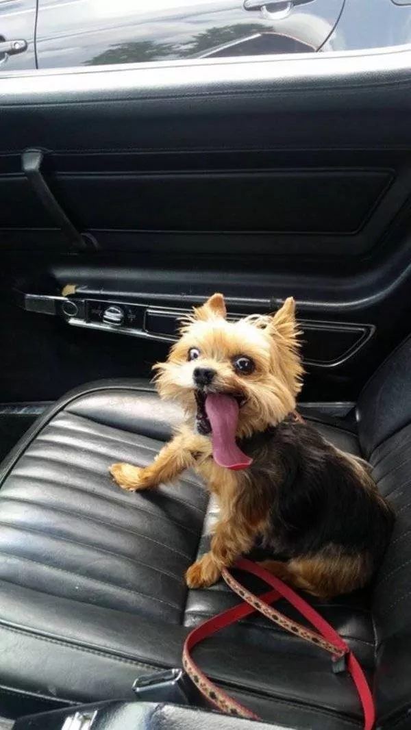 Animaux mignons et hilarants captures en photo Animaux mignons et hilarants captures en photo