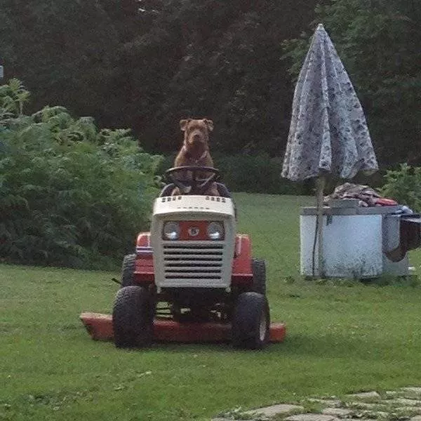 Animaux mignons et hilarants captures en photo - #7 