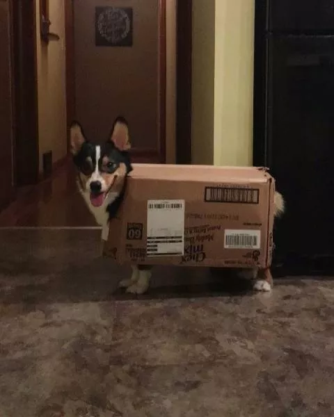 Animaux mignons et hilarants captures en photo - #9 