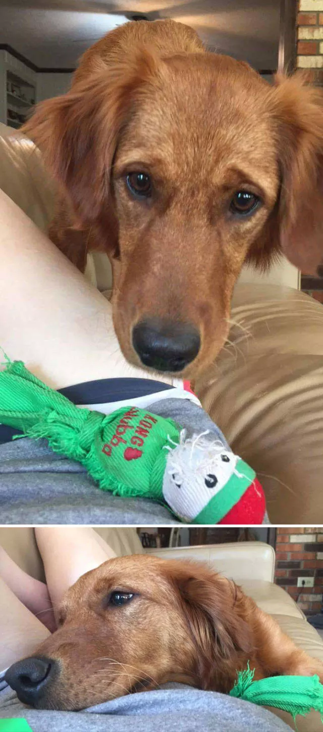 The love of dogs - #10 