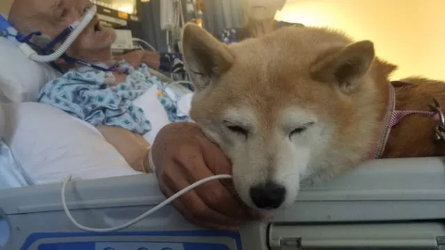 The love of dogs - #13 