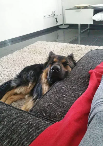 The love of dogs - #14 