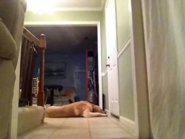 The love of dogs - #23 