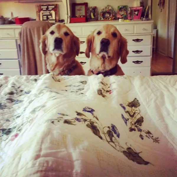 Lamour des chiens - #29 