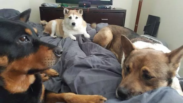 The love of dogs - #32 