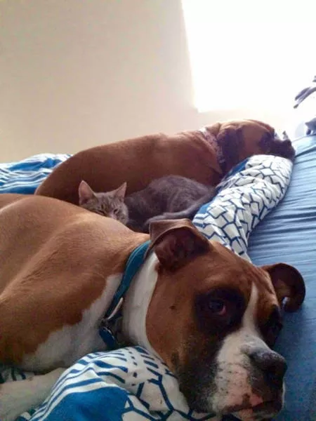 The love of dogs - #35 