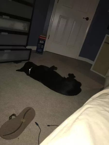 The love of dogs - #36 