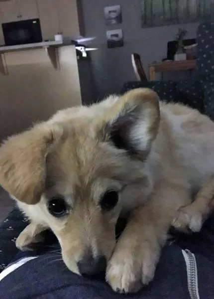 The love of dogs - #37 