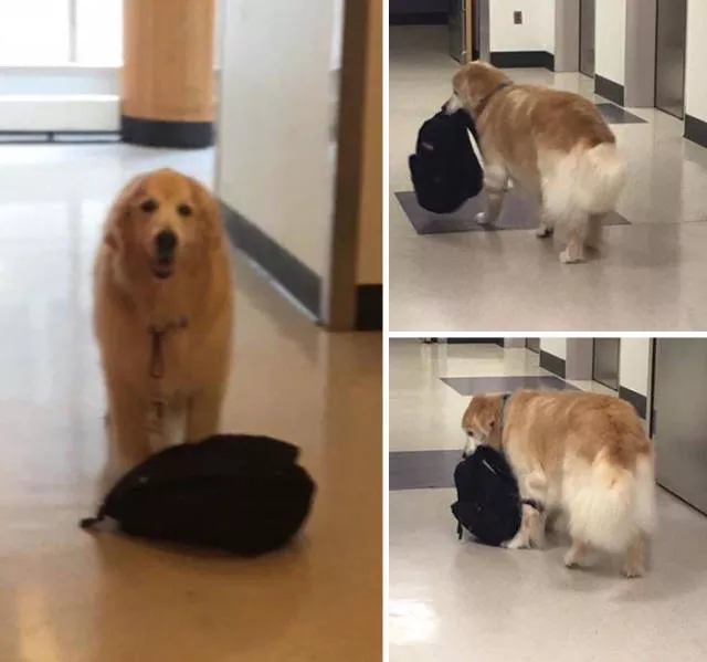 The love of dogs - #40 
