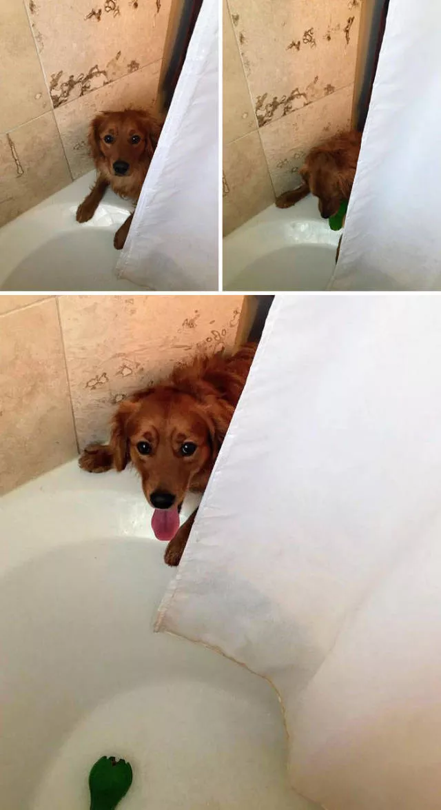 The love of dogs - #5 