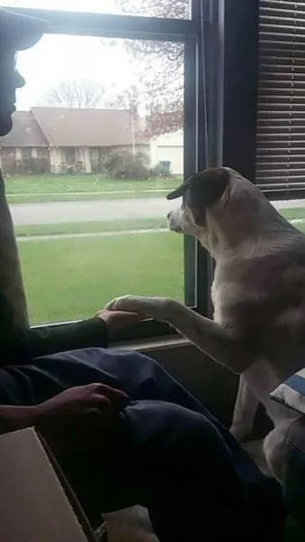 The love of dogs - #8 