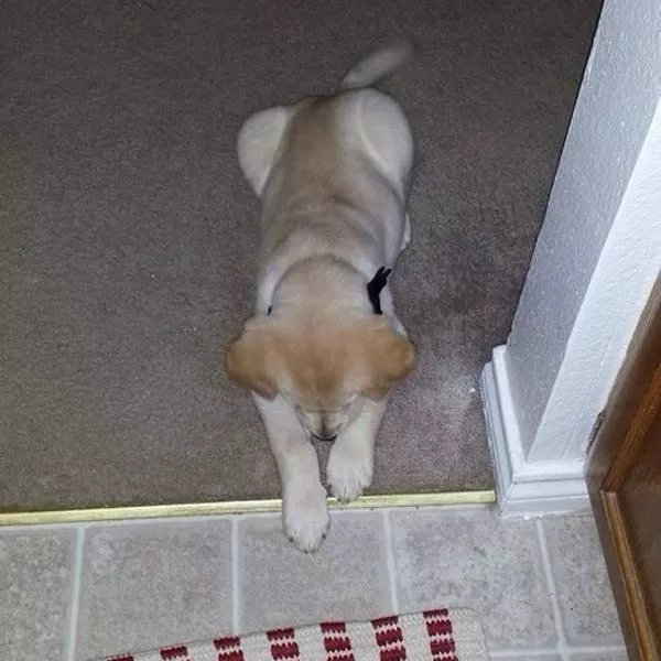 Funny dogs - #13 