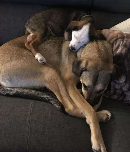 Funny dogs - #15 