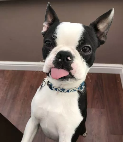 Funny dogs - #3 