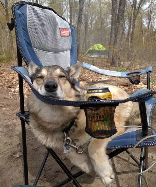 Funny dogs - #4 