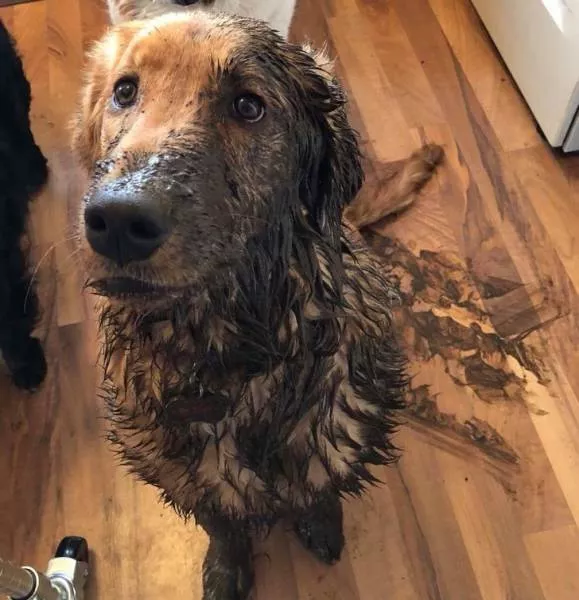 Funny dogs - #5 