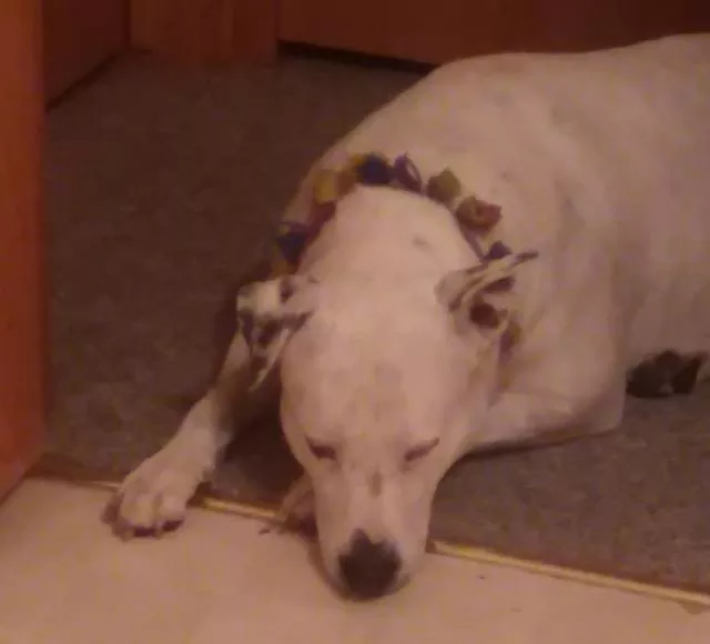 Funny dogs - #6 