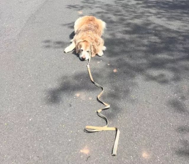 Funny dogs - #7 