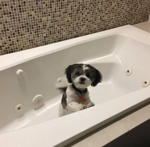 Funny dogs - #8 